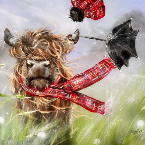 Windswept Highland Cow mlounted picture