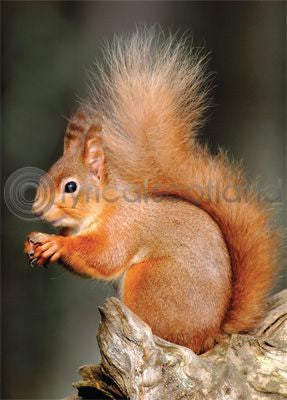 Red Squirrel Magnet