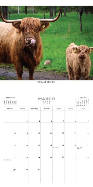2027-calendar-highland-cows