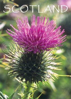 Scotland Scottish Thistle Magnet