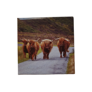 Highland Cattle Magnet Square SCP007