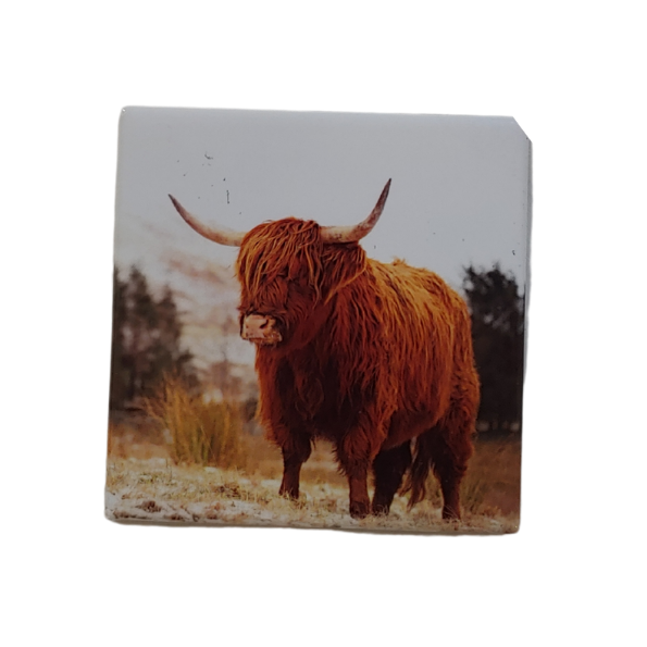 Highland Cow Magnet Square SCP006