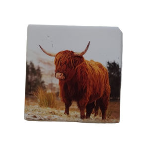 Highland Cow Magnet Square SCP006