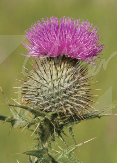Scottish Thistle  Magnet