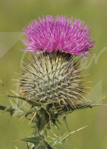 Scottish Thistle  Magnet