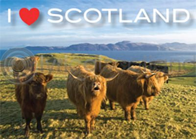 I Love Scotland Highland Cow Magnet