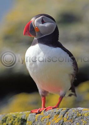 Puffin Scottish Magnet