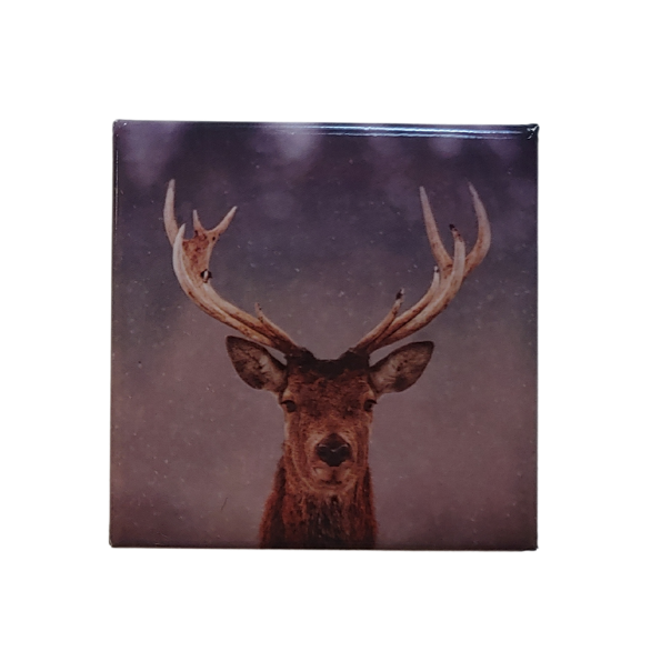 Highland Stag Face Magnet Square SCP015