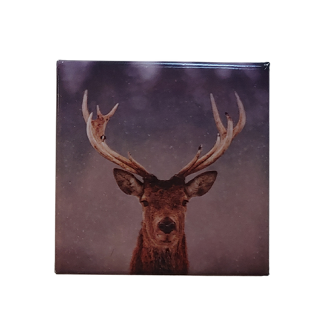 Highland Stag Face Magnet Square SCP015